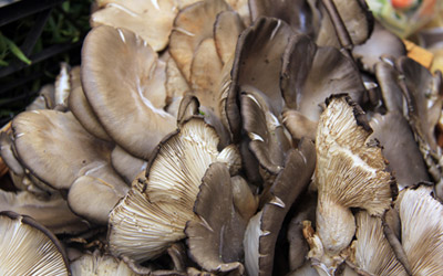 Fotografía de género Pleurotus 