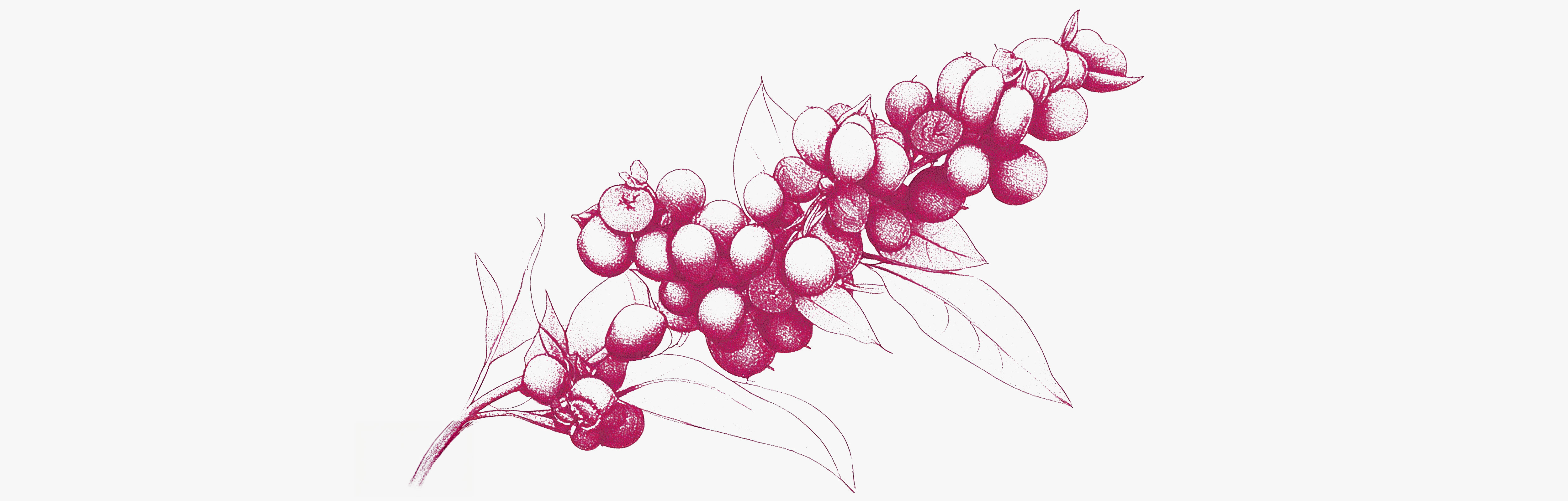 Chaste tree branch Benefits of chasteberry