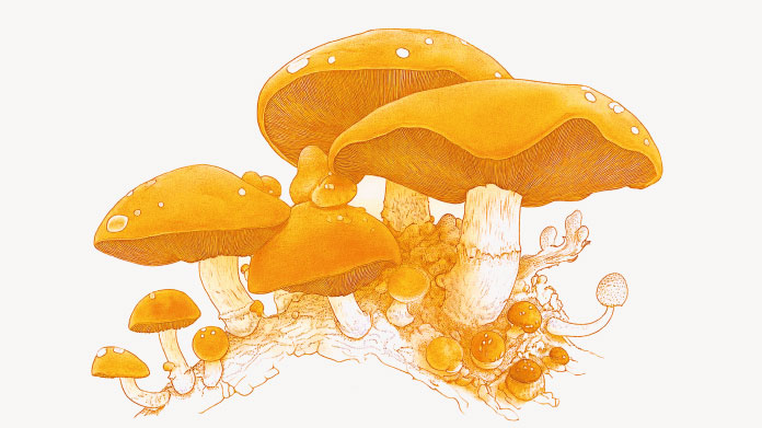 Return of medicinal mushrooms