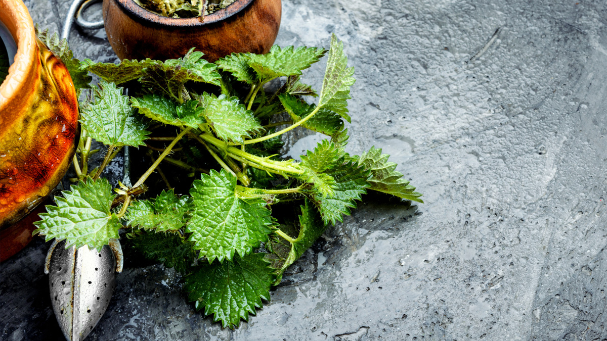 Fresh nettle leaves