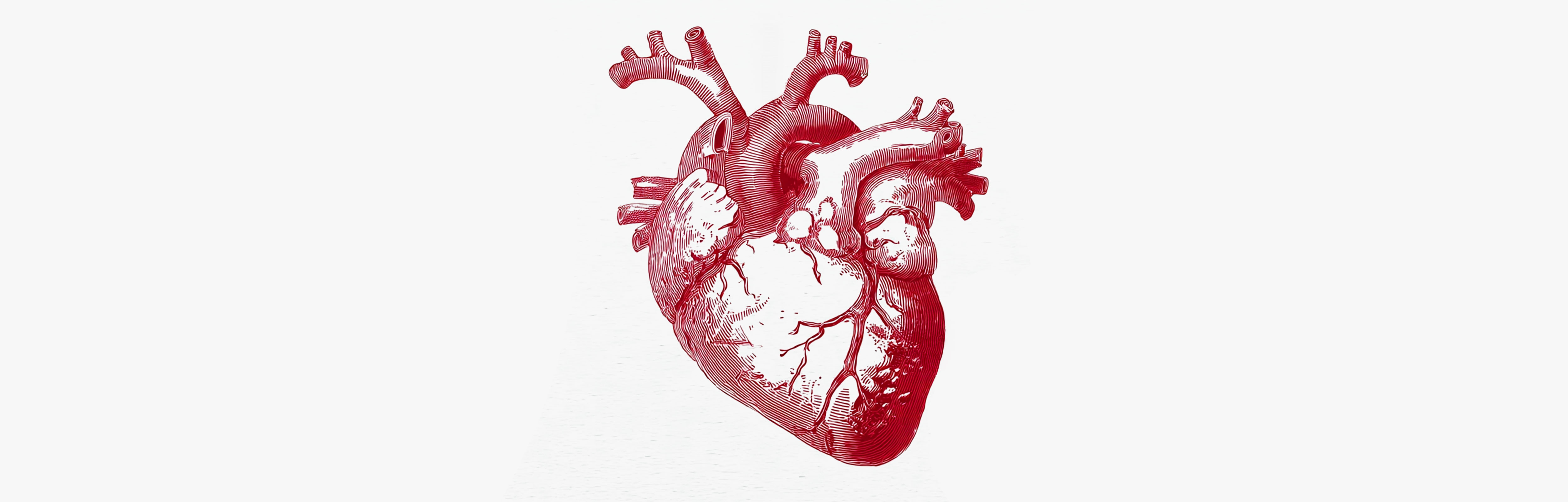 Healthy heart Blood thinning