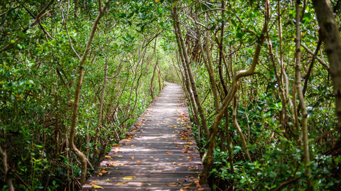 Forêt SuperSmart dans la mangrove