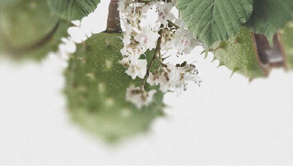 The potential benefits of horse chestnut for circulation