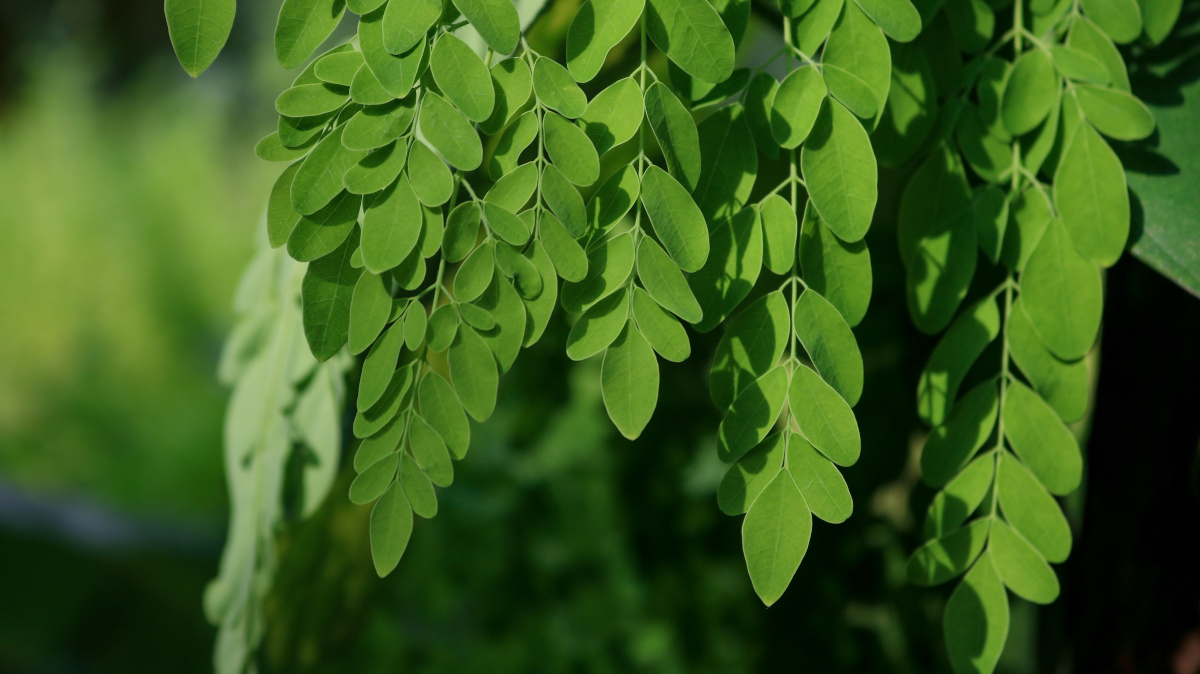 Virtues of moringa