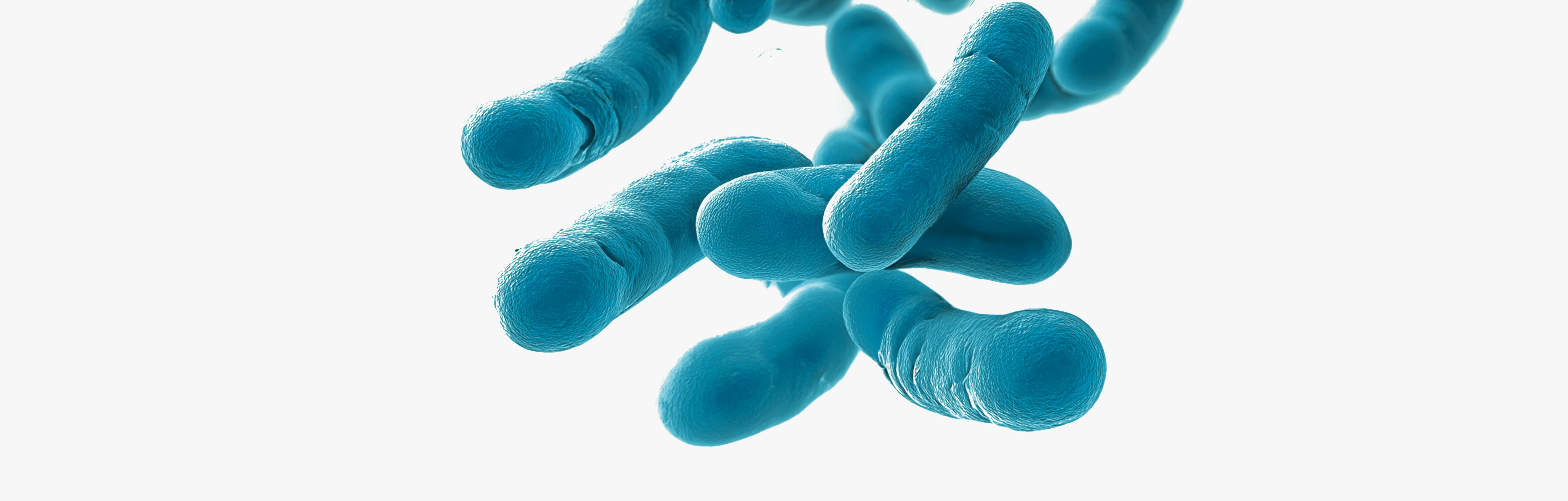 Probiotics to relieve irritable bowel