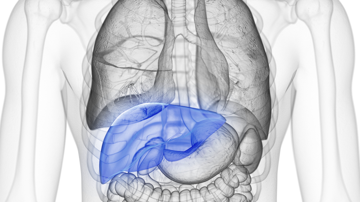 Doctor showing a liver Natural ways of detoxifying the liver