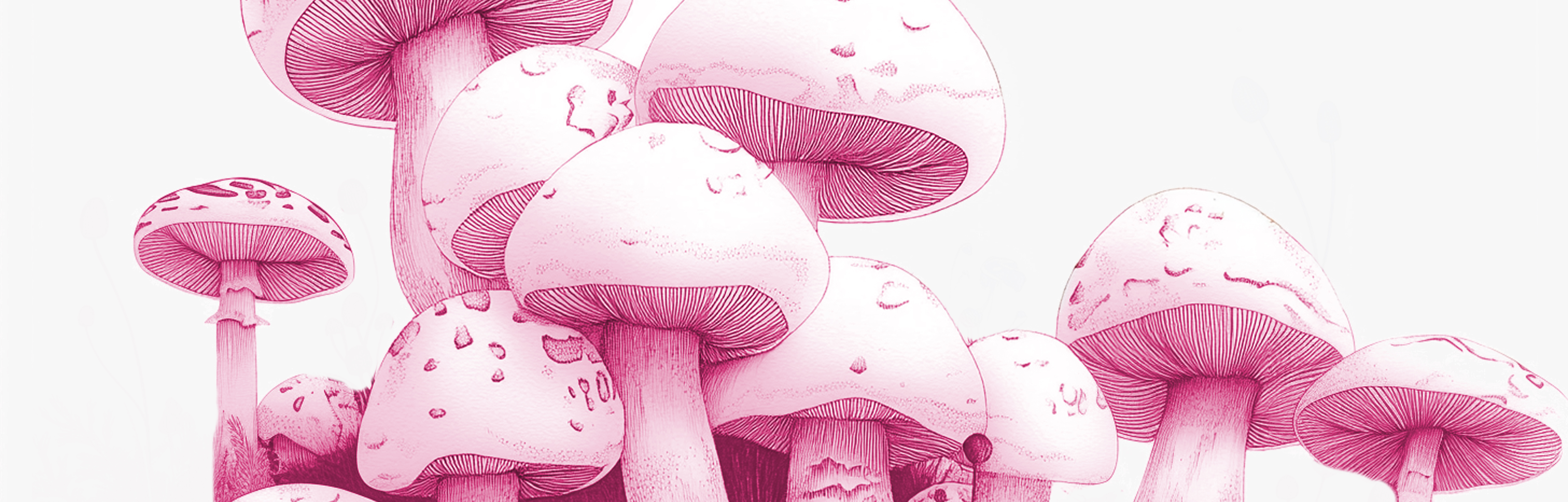 Anti-aromatase mushrooms Aromatase inhibitors