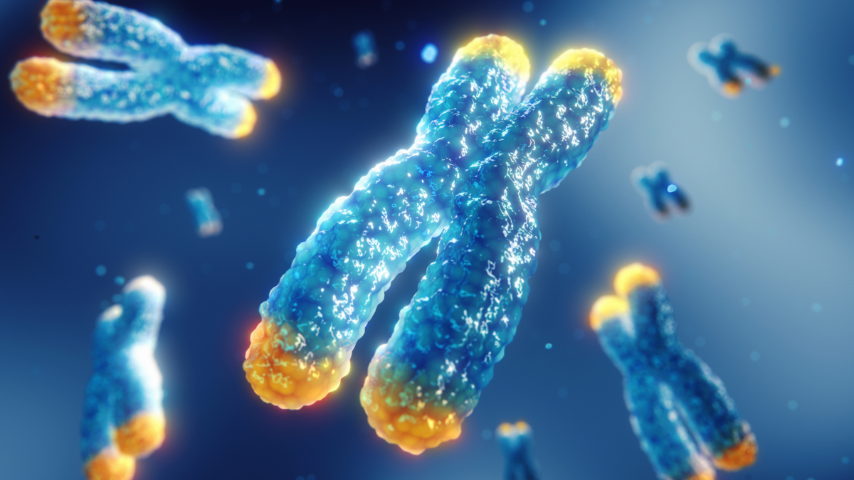 Télomérase dans les chromosomes